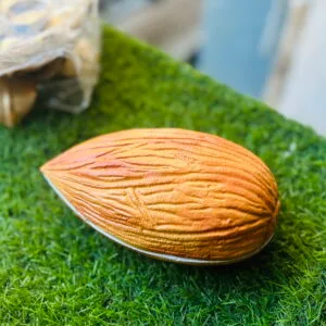 ZEN IMPEX Premium Almond/Badaam Decorative Dry Fruits showpiece for Drawing Room/Hotels Reception,Shops and Home Purpose Single Pieces.Size 7.25 * 4.0 inch